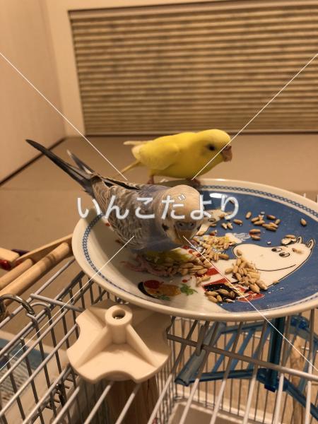 コメントの画像