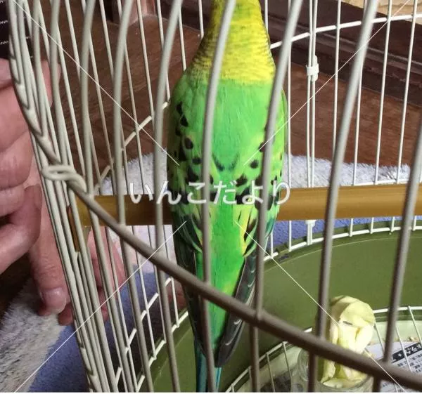 コメントの画像