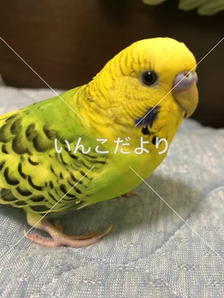 コメントの画像