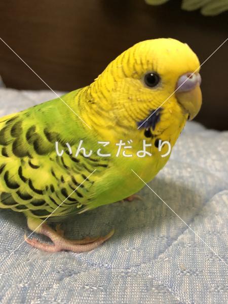 コメントの画像