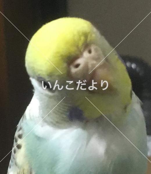 コメントの画像
