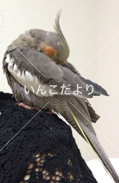 コメントの画像