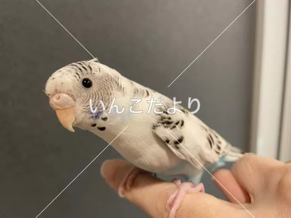 コメントの画像