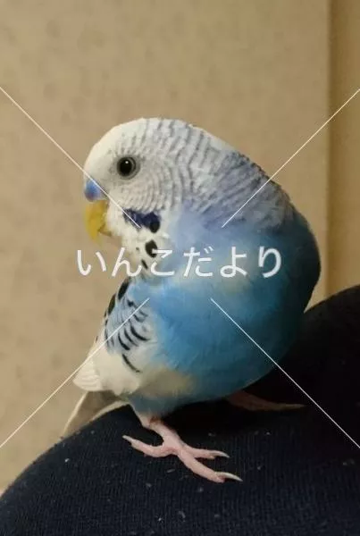 コメントの画像