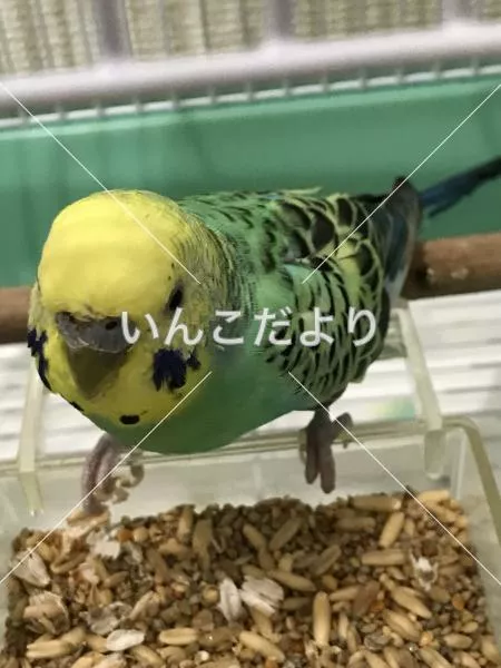 コメントの画像