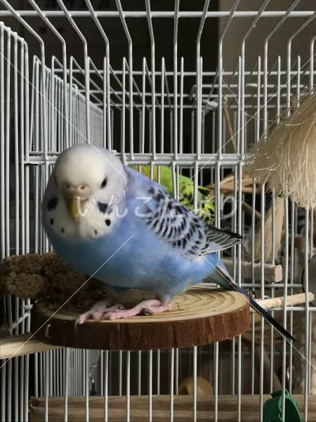 コメントの画像