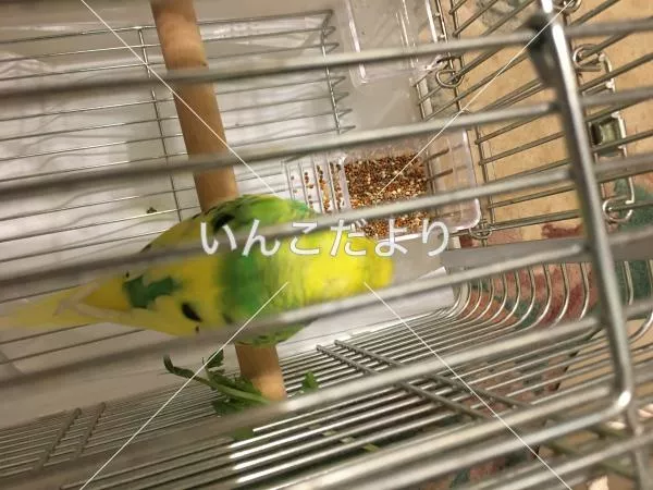 コメントの画像