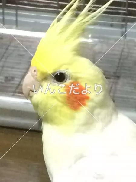 コメントの画像