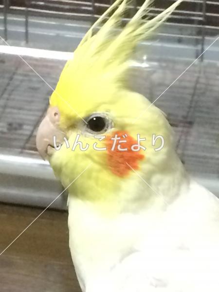 コメントの画像