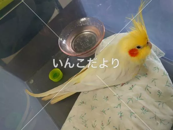 コメントの画像