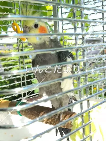 コメントの画像