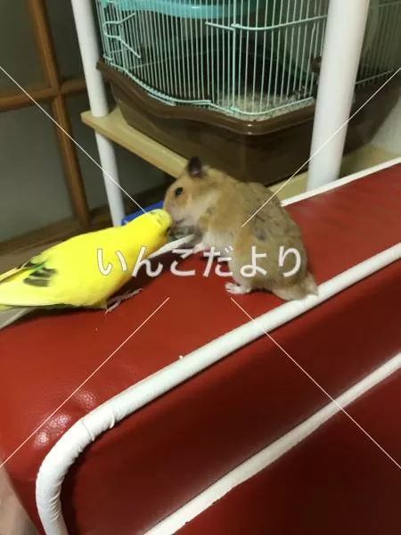 コメントの画像