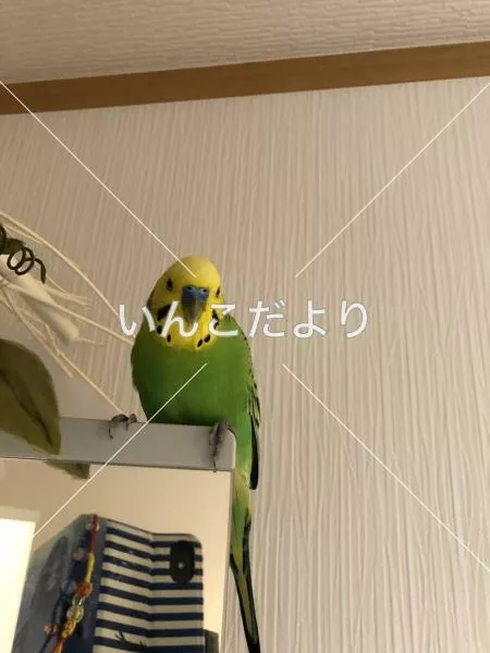 コメントの画像