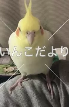 コメントの画像