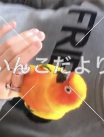 コメントの画像