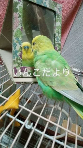 コメントの画像