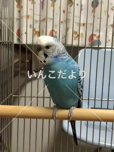 コメントの画像