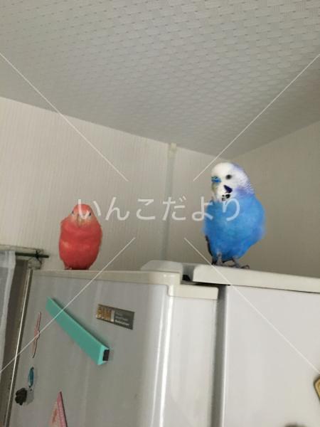 コメントの画像