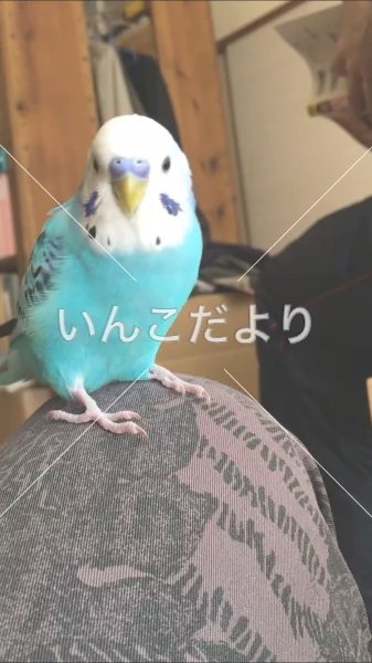 コメントの画像