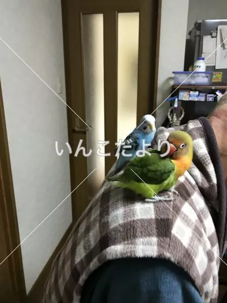 コメントの画像