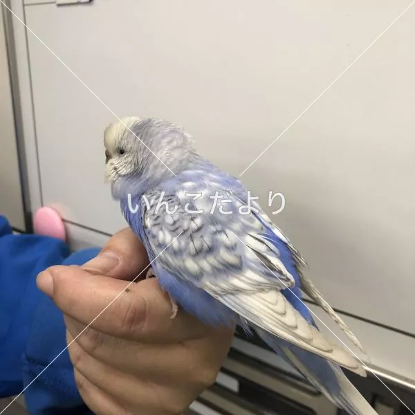 コメントの画像