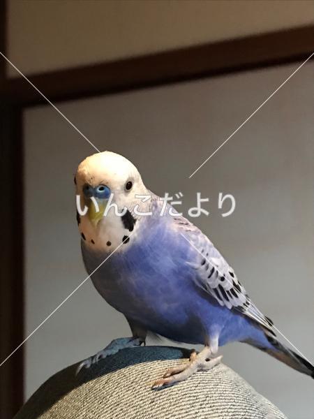 コメントの画像