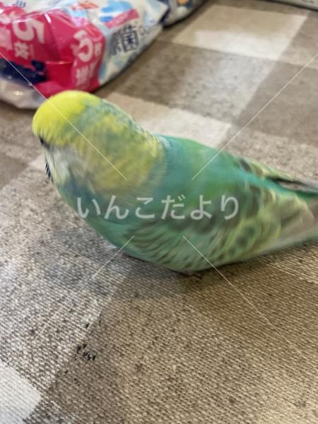 コメントの画像