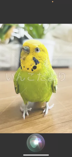 コメントの画像