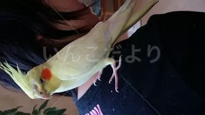 コメントの画像