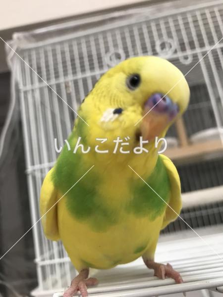 コメントの画像