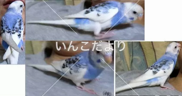 コメントの画像