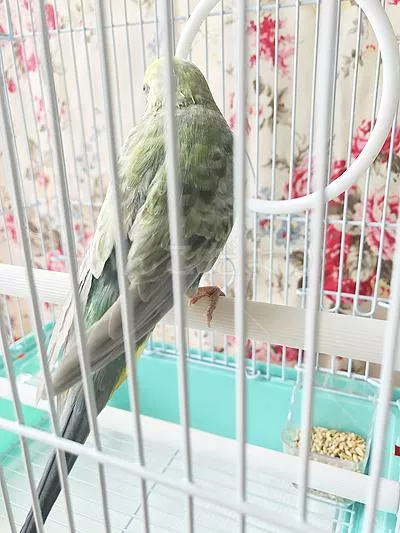 コメントの画像