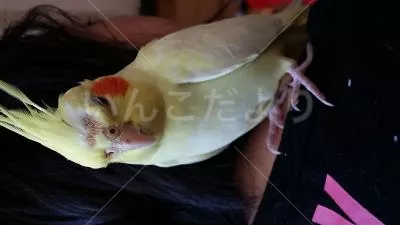 コメントの画像