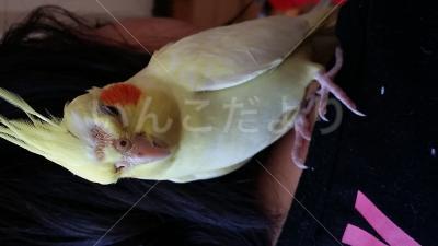 コメントの画像