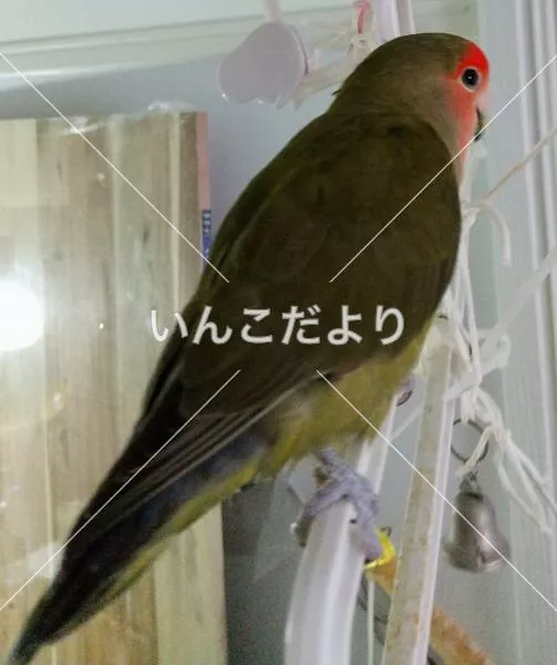 コメントの画像