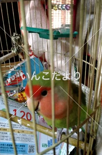 コメントの画像