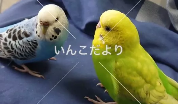 コメントの画像