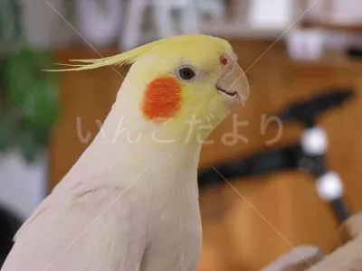 コメントの画像