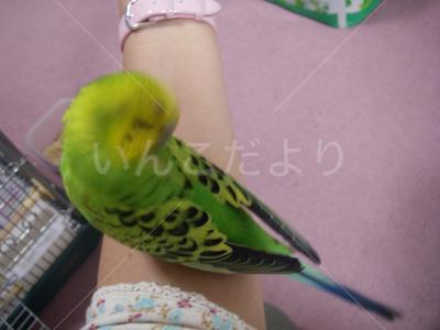 コメントの画像