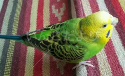 コメントの画像