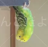 コメントの画像