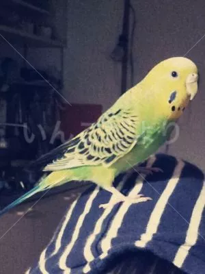 コメントの画像