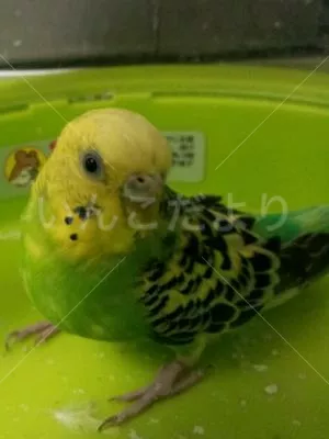 コメントの画像