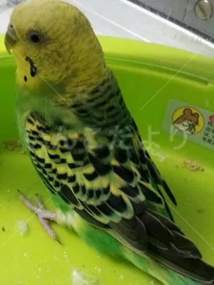 コメントの画像