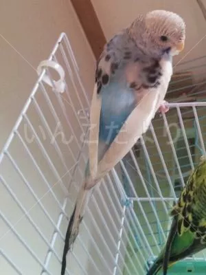 コメントの画像