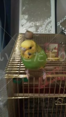 コメントの画像