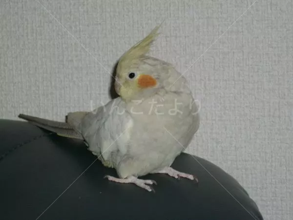 コメントの画像