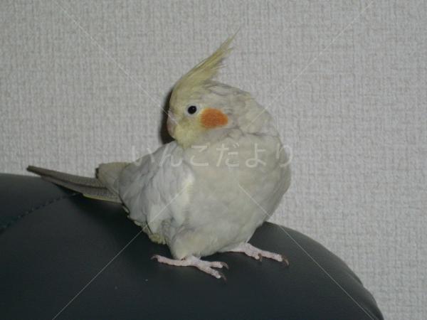 コメントの画像