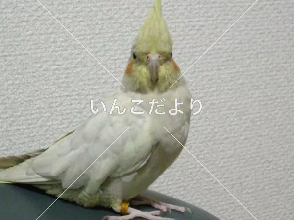 コメントの画像