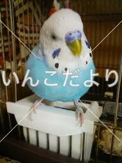 コメントの画像